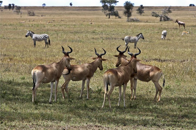 שבת אחים גם יחד