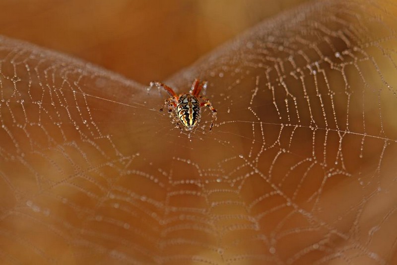 The bos of the network