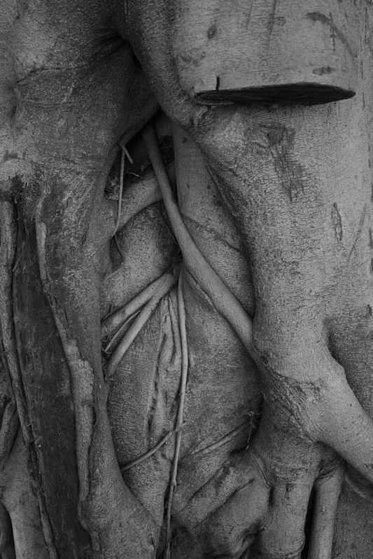 צילום: רועי עוקב