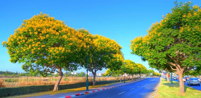 פריחת הדובדבן בהרצליה