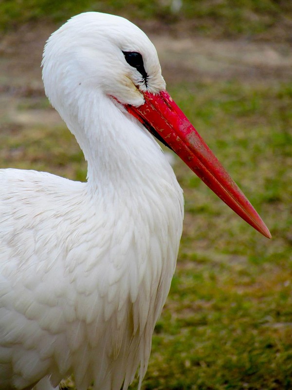 שביעות רצון