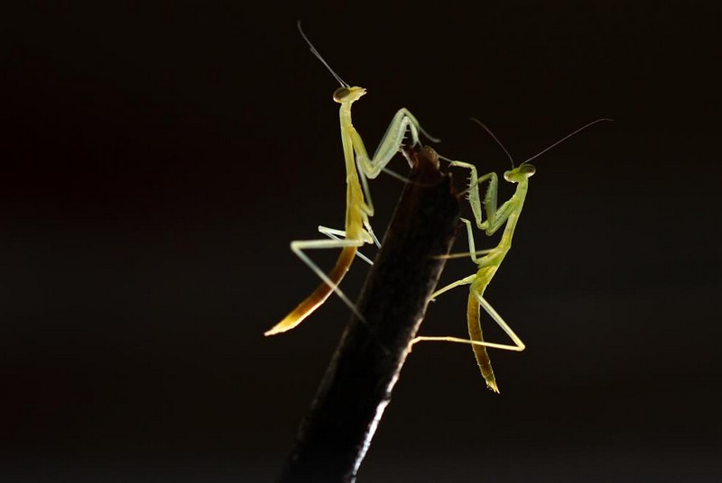דייט לשניים