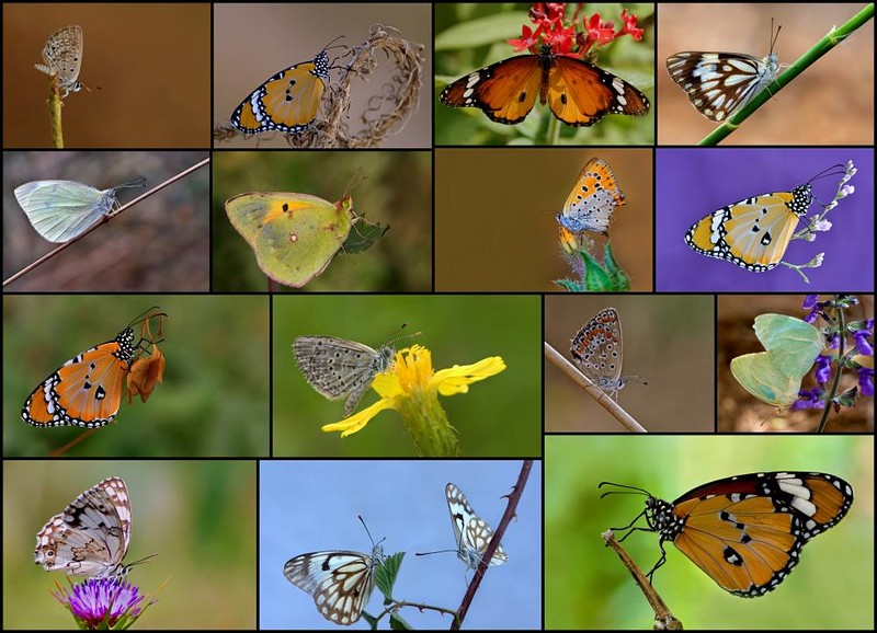 פרפרים בכל מיני צבעים