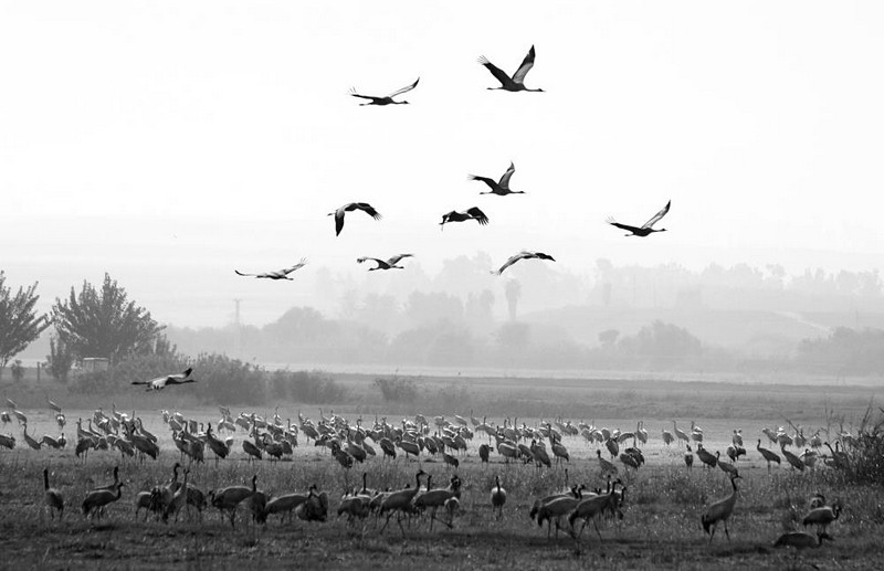 גן עדן של עגורים