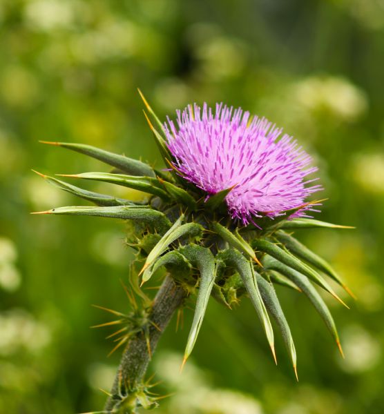 סער בר יוסף